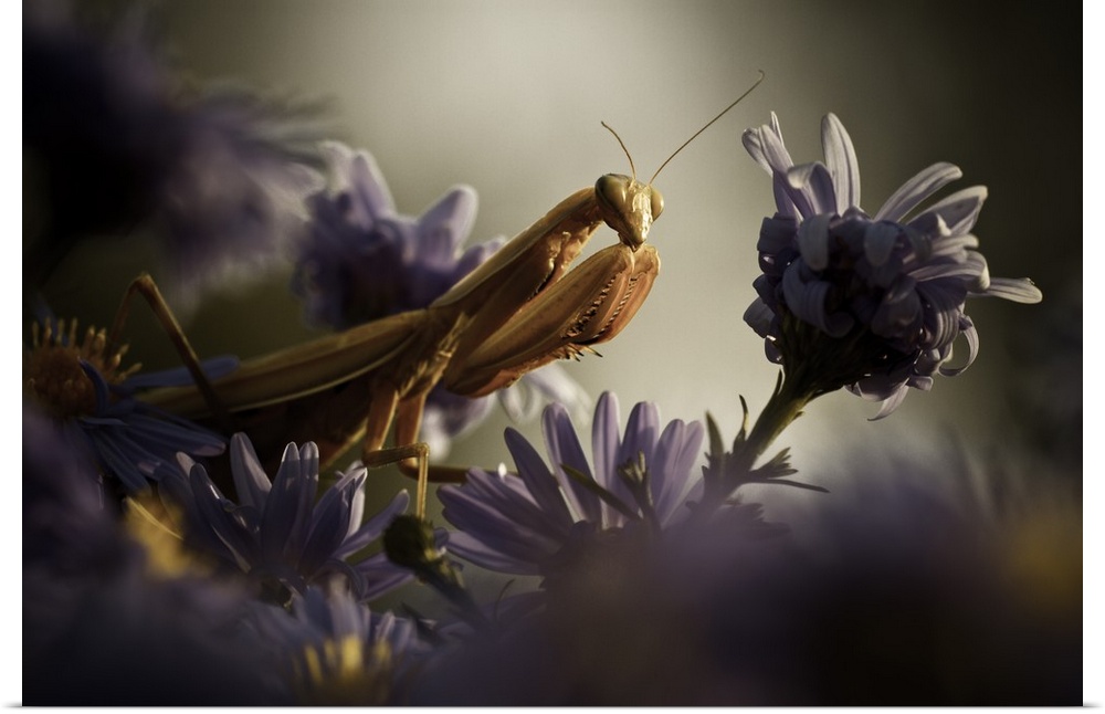Macro image of a praying mantis with a purple flower.