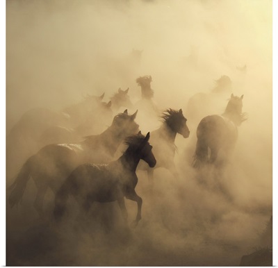 Migration Of Horses