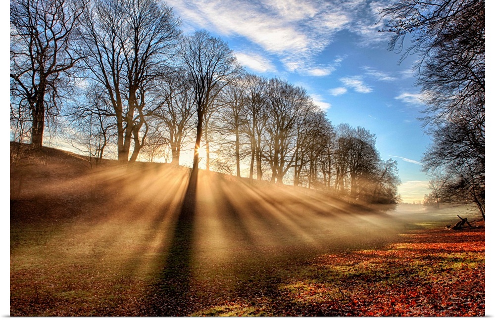 Rays of sunlight shine through a row of trees in the countryside in the fall.