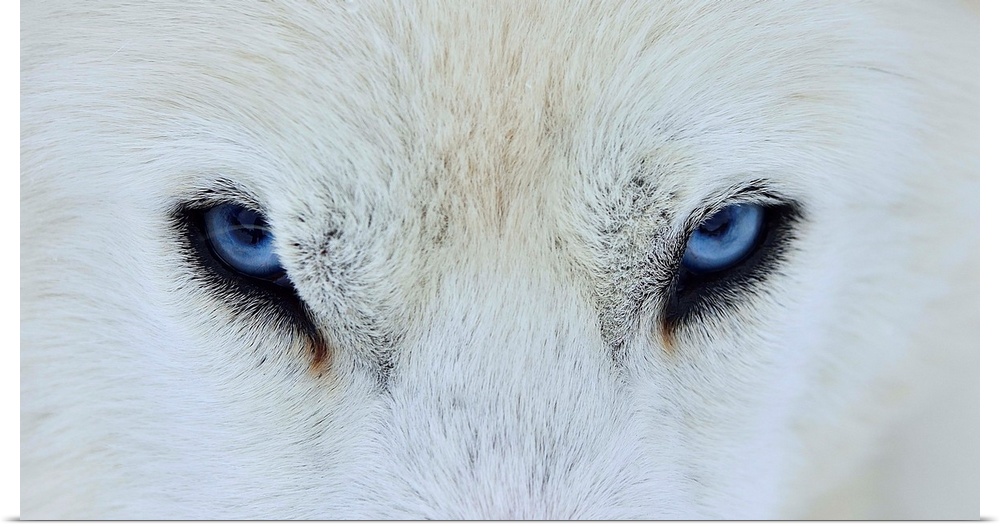 A close-up portrait of a white wolf with piercing blue eyes.