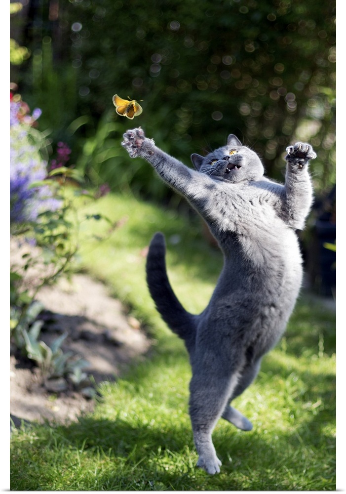 A cute, athletic grey cat leaping into the air to try and catch a yellow butterfly in a garden.