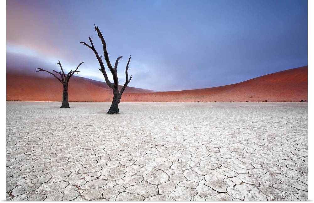 Two barren trees in the desert landscape on a foggy morning, Sossusvlei, Namibia.