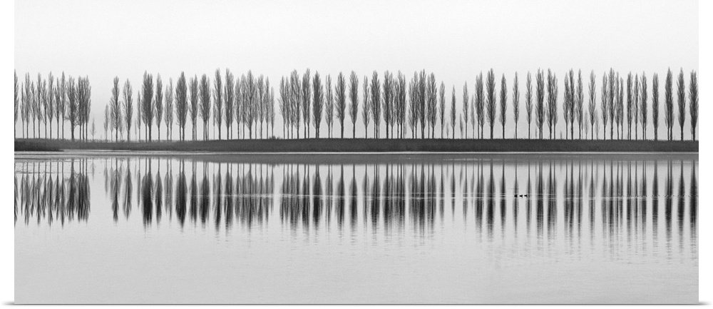 High key panoramic photograph of a row of trees on a Lake Constance, Germany, with reflections on the water and ducks swim...