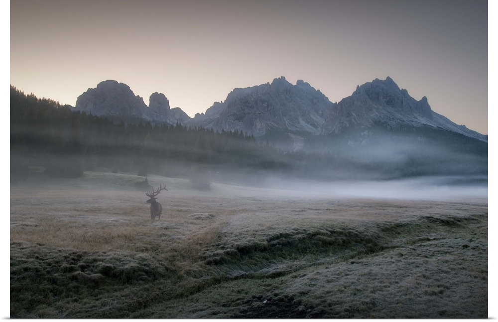 An elk stands in a misty valley all alone in the morning, with towering mountains in the background.