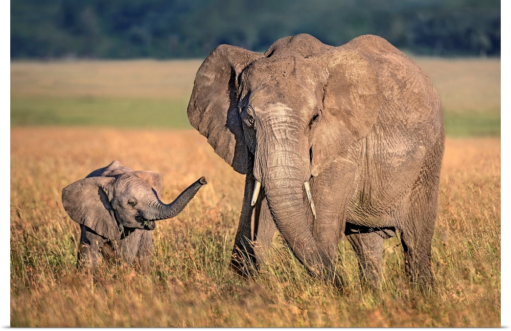 Mom Elephant With Calf