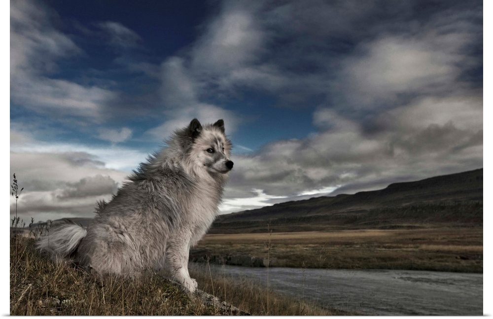 A grey and white dog sitting by the edge of a river in a rural landscape with clouds in the sky.