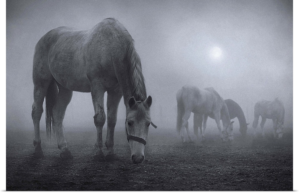 Horses grazing in a field shrouded in fog.