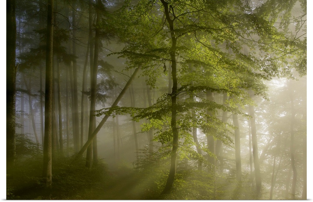Sunlight shining through the misty forest in the morning.