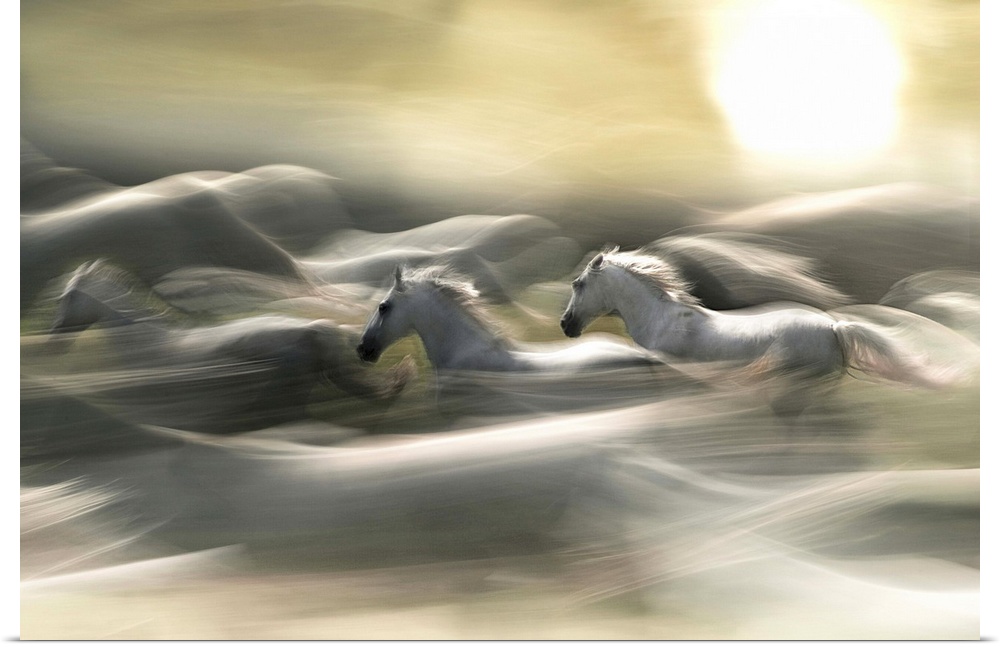 White horses in a fiery blur of a gallop.
