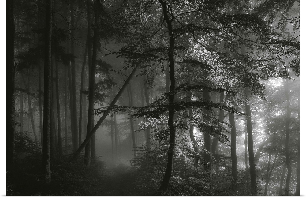 Black and white image of a dark forest with light shining through the mist.