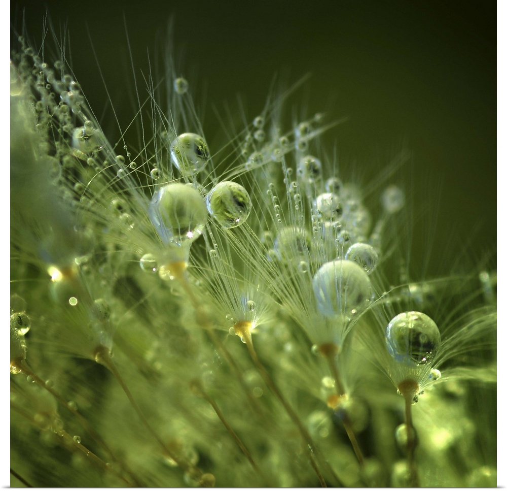 Macro image of perfectly round dew drops nestled in the grass in the morning.