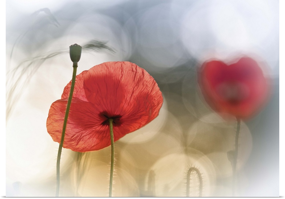 Artist photograph of a red poppy against an abstract background.