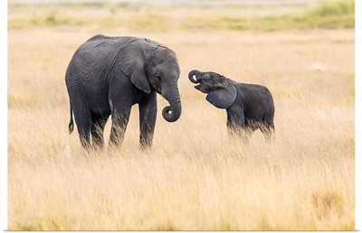 Mother And Baby Elephants