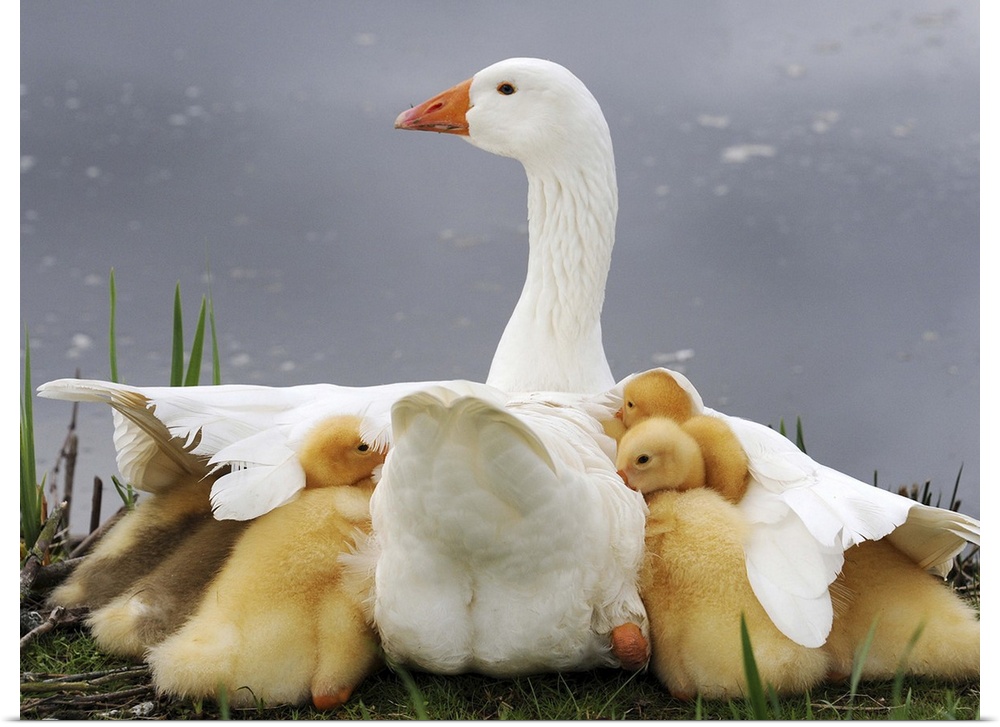 A mother goose shielding her goslings from a rain.