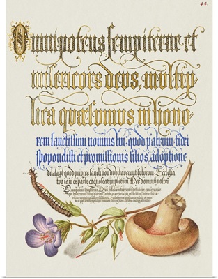 Mushroom Poster