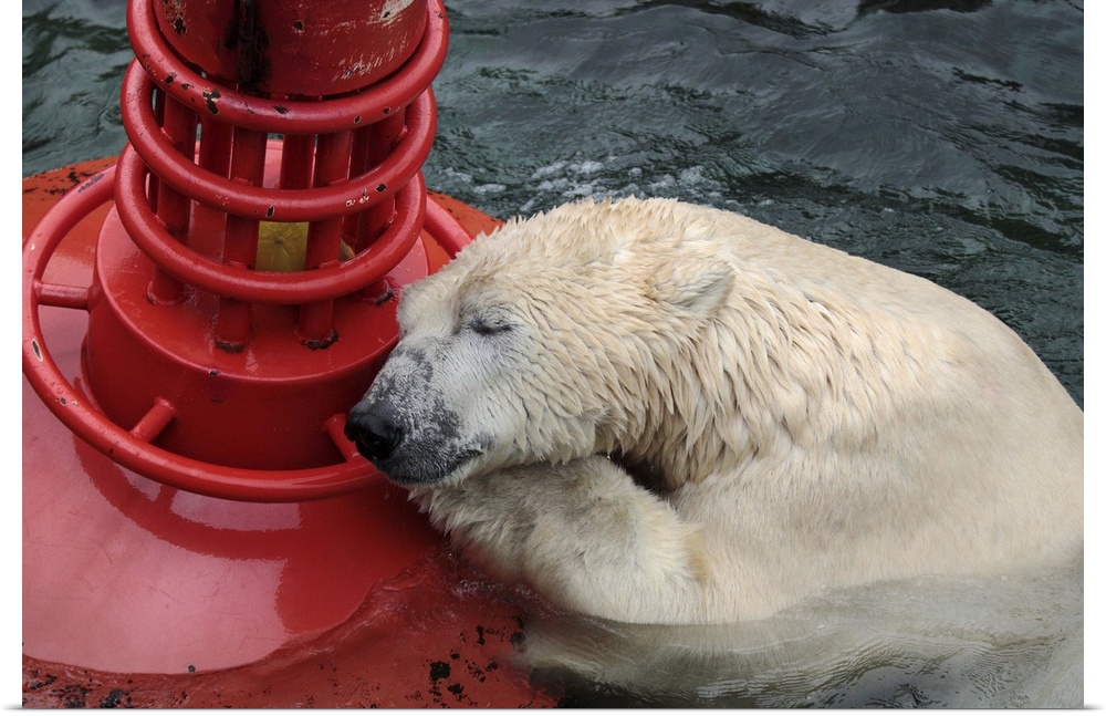 An exhausted looking polar bear rests on a bright red buoy in the water.