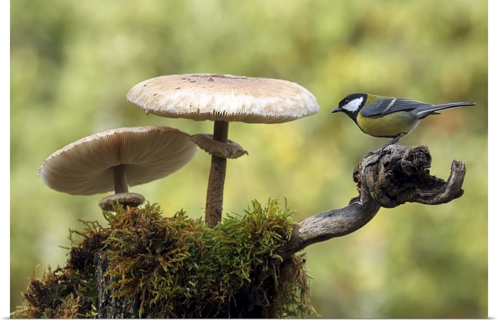 A Great Tit sits on a branch next to two large mushrooms.