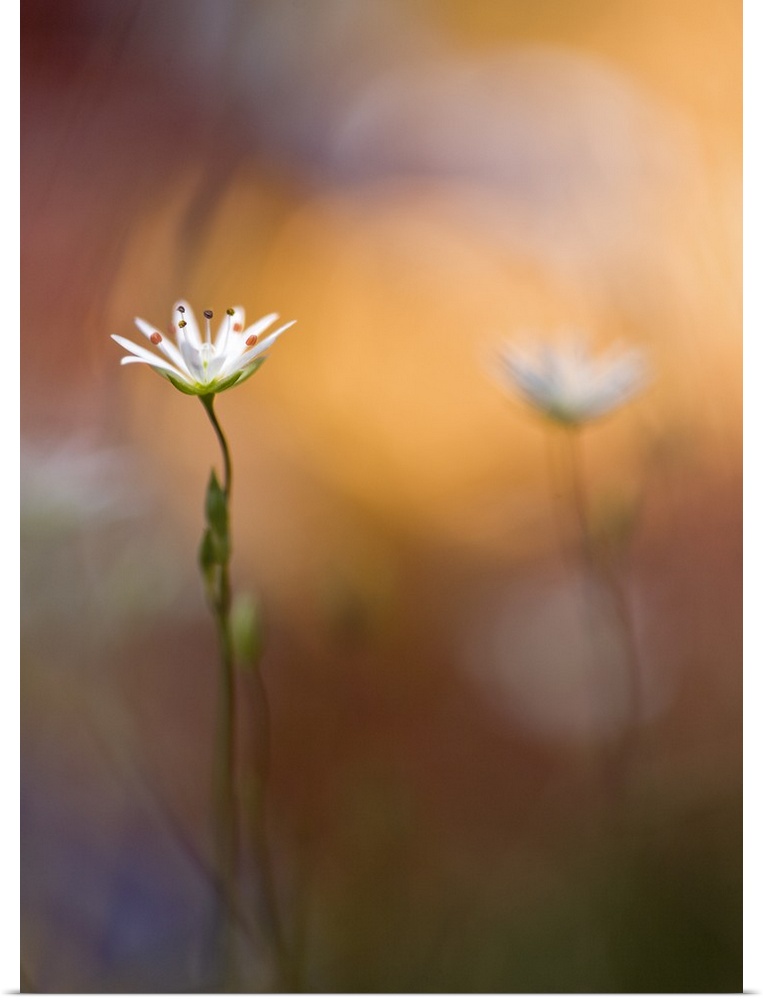 A white flower and its twin out of focus in the background.