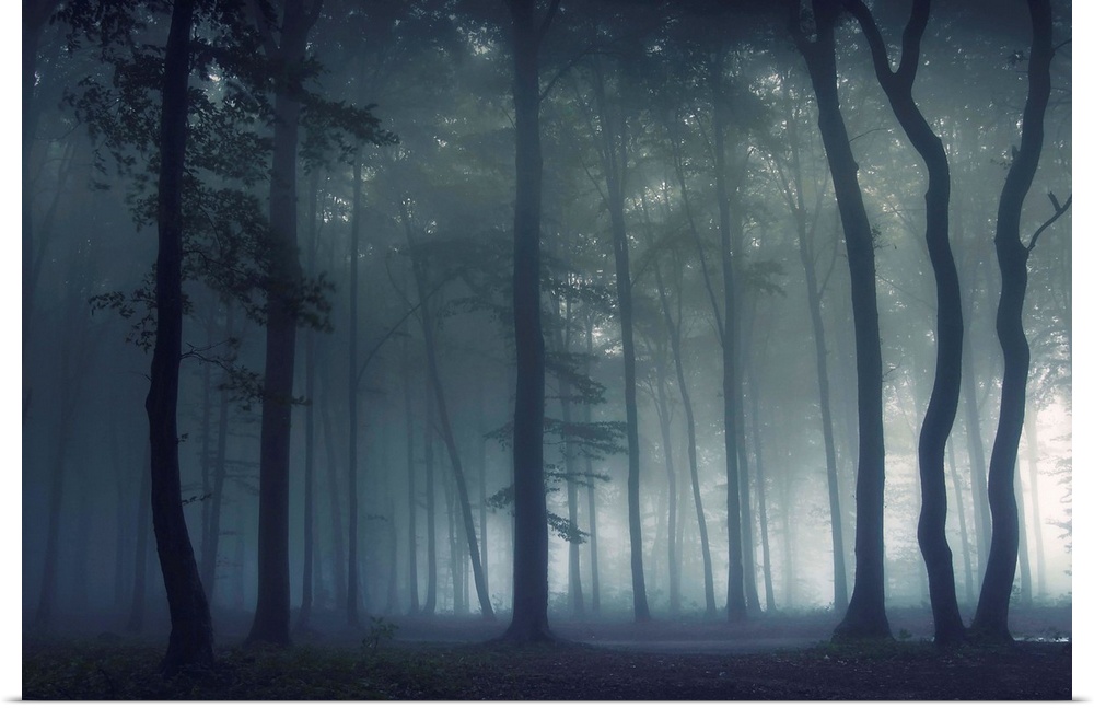 A dramatic photograph of a silhouetted forest covered in fog.