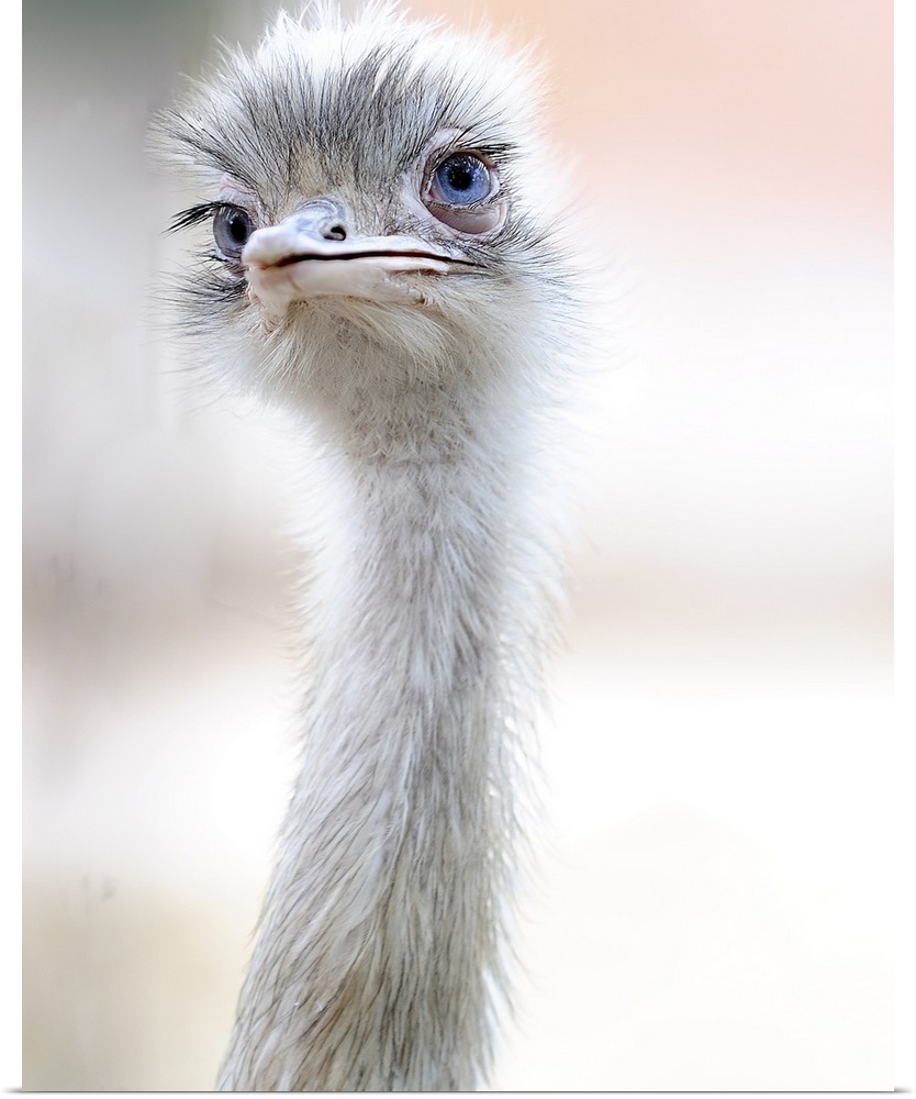 Head and neck of an ostrich, with an elegant curve.
