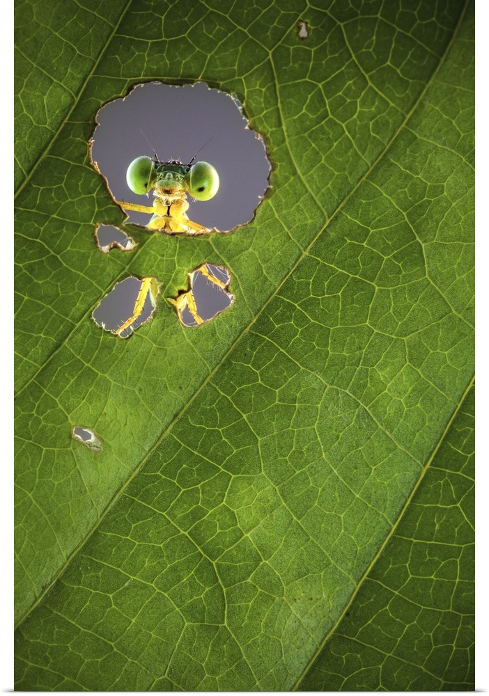A macro photograph of a bug seen through a hole in a leaf.