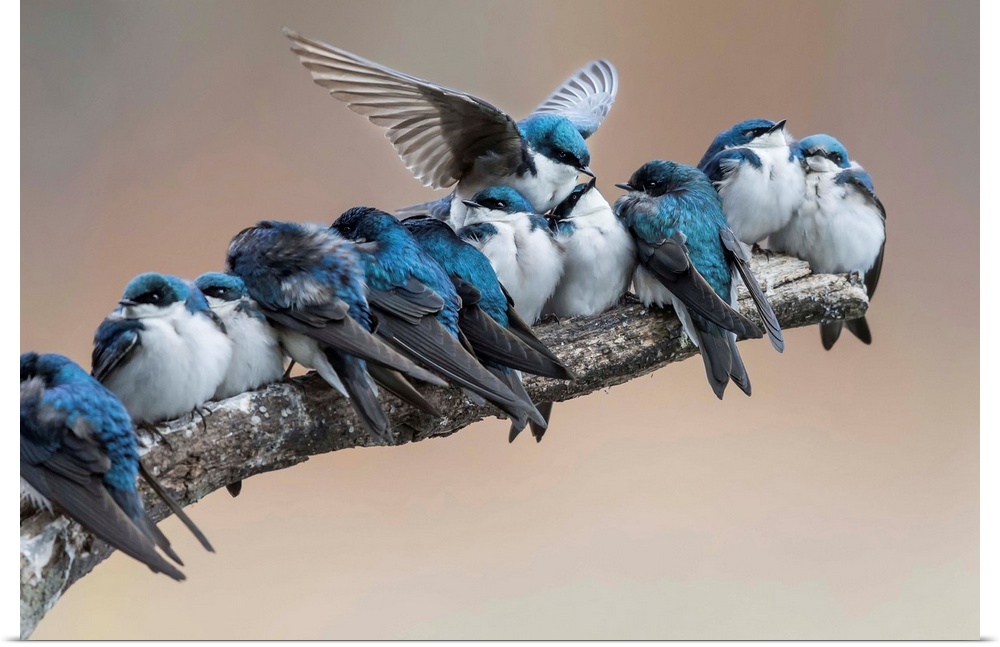 A branch with a bunch of little blue birds on it is disrupted when another bird tries to squeeze himself in between others.