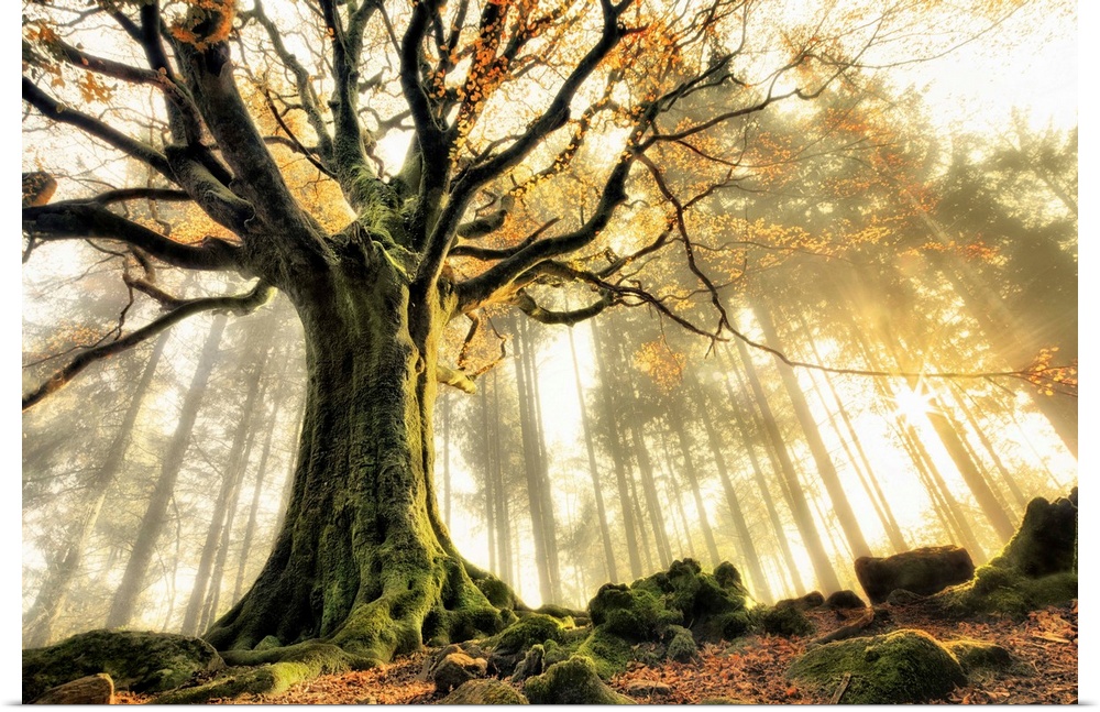 A dramatic photograph of a gnarled tree caught in rays of sunlight.