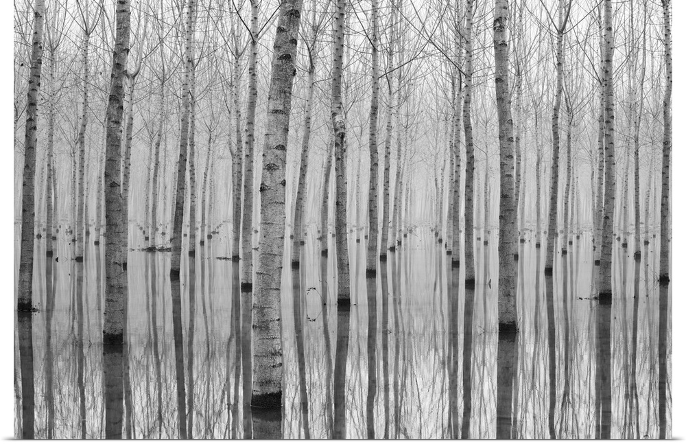 A partially flooded orchard of white birch trees.