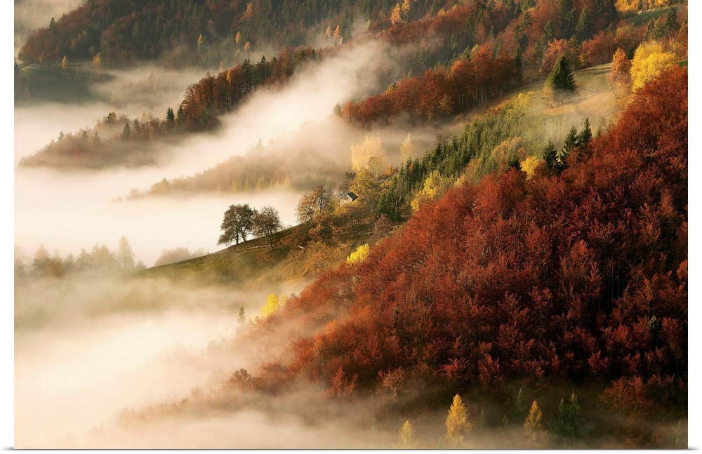 Forests on a hillside emerging out of a dense fog in autumn.