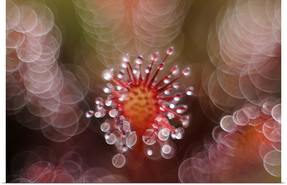 Macro image of a spiky flower covered in dew drops, surrounded by bokeh lights.