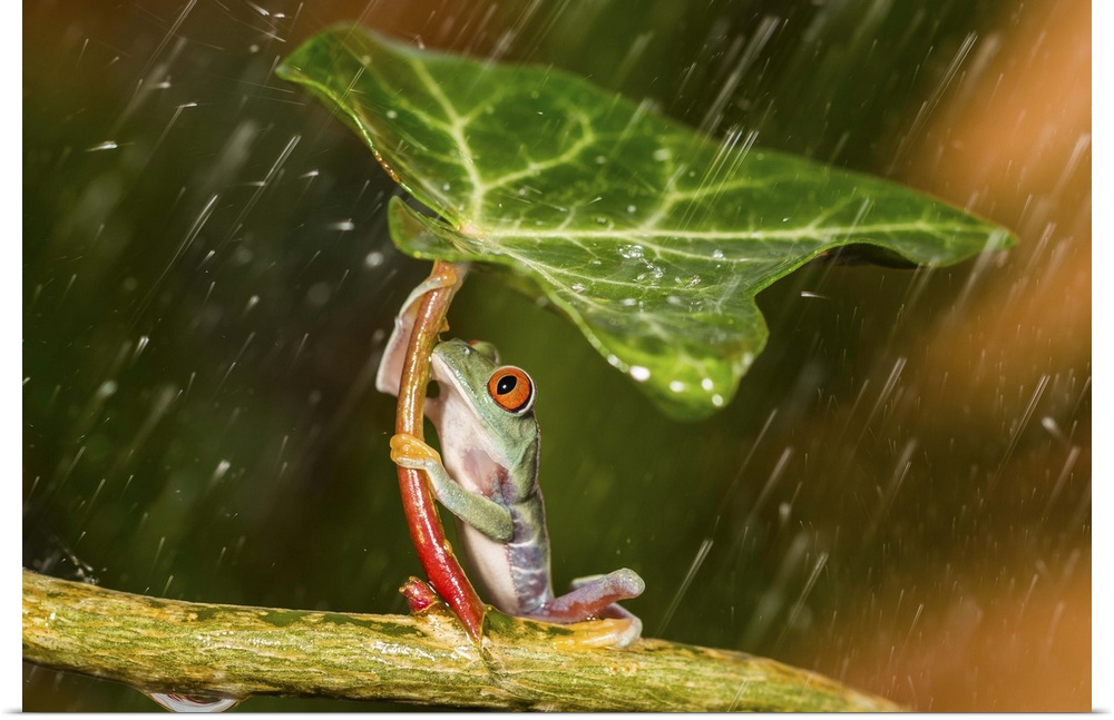 A frog holding a leaf trying to shield itself from the rain.