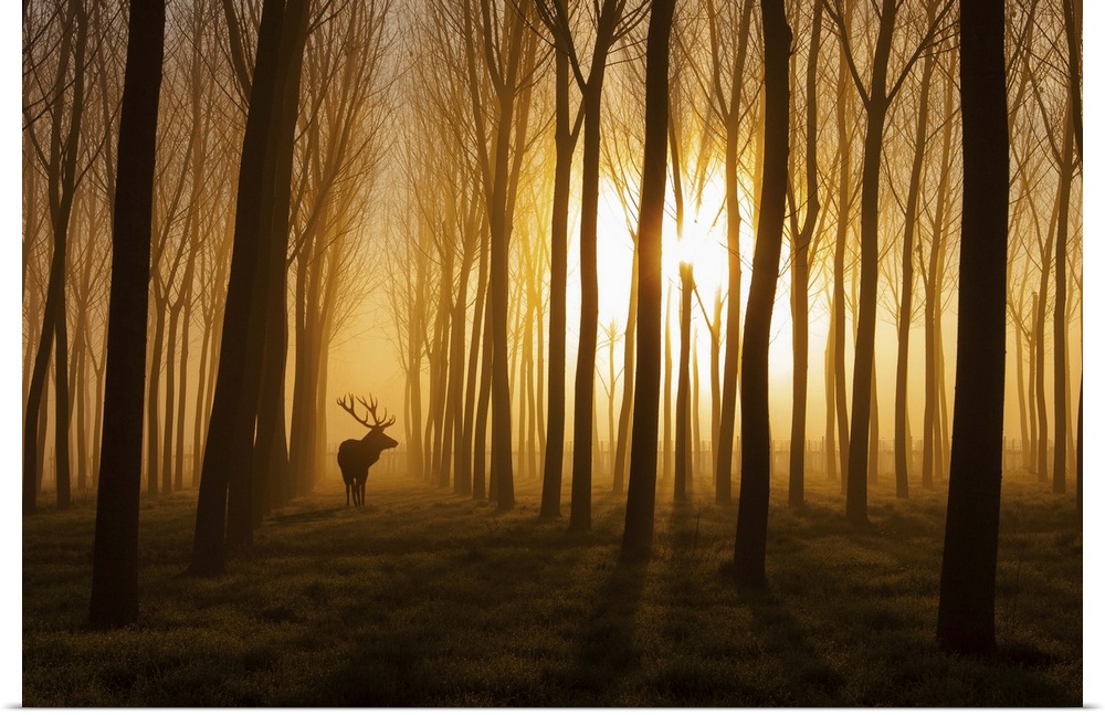 A deer standing in a forest while the sun rises behind casting everything in fog and silhouette.
