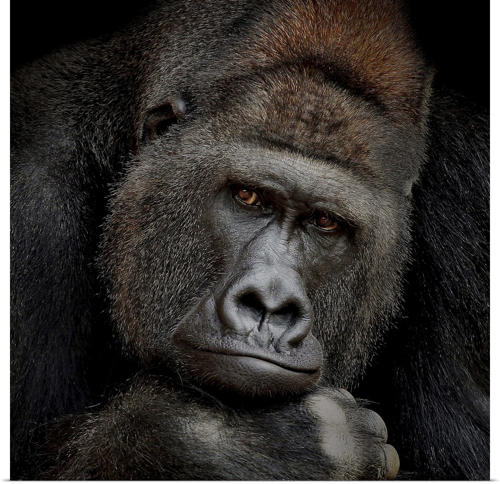 A portrait of a gorilla gazing intently at the camera.