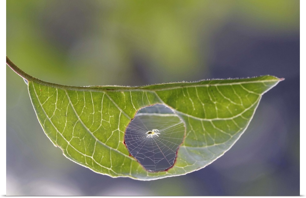 An extreme close-up of a leaf with a spider that has made a web in the hole of the leaf.