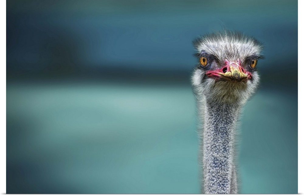 The head and neck of an alert ostrich, with yellow dust on its beak.