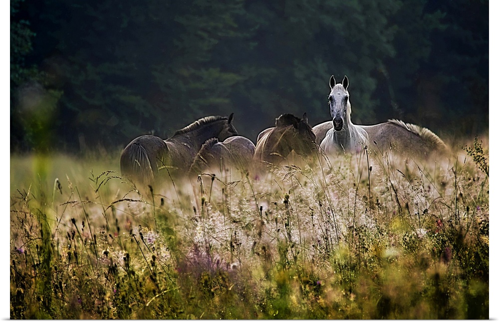 A herd of horses with one alert white horse grazing in a field of wildflowers.
