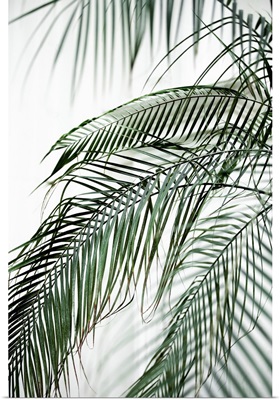 Palm Leaves 21