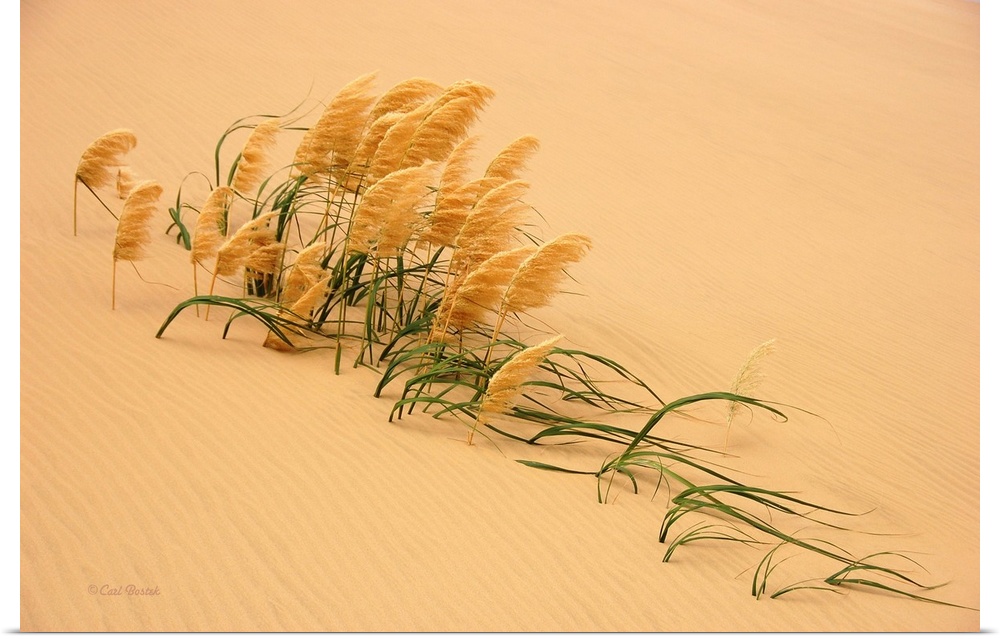 Pampas Grass In Sand Dune