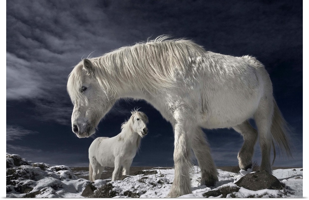 Two white Icelandic horses standing in a snowy field.