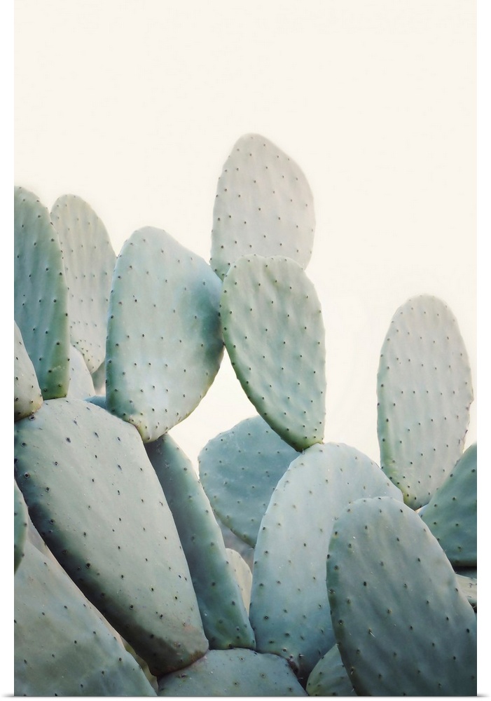 Pastel Cacti