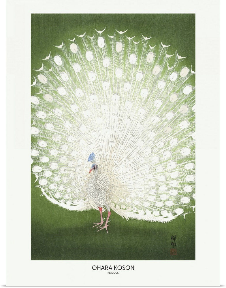 Peacock - Cropped