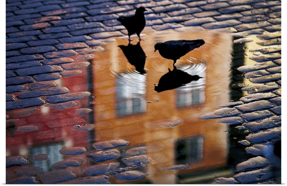 Two pigeons stand in a shallow puddle in a cobblestone street, looking at their reflections and the reflection of the buil...
