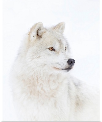 Portrait Of An Arctic Wolf