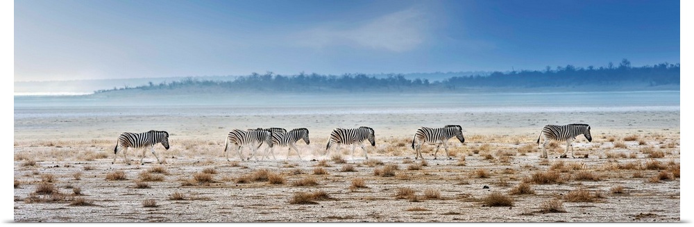 A small herd of zebra walking through an arid landscape in Namibia, Africa.