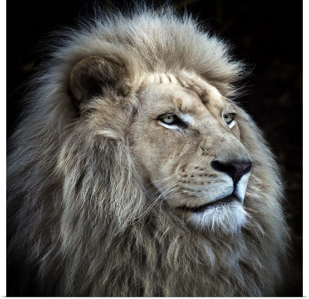 Portrait of a majestic male lion.