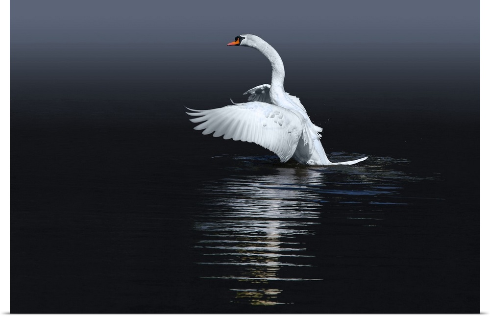 A Mute Swan flaps its wings, preparing to take off from the water.