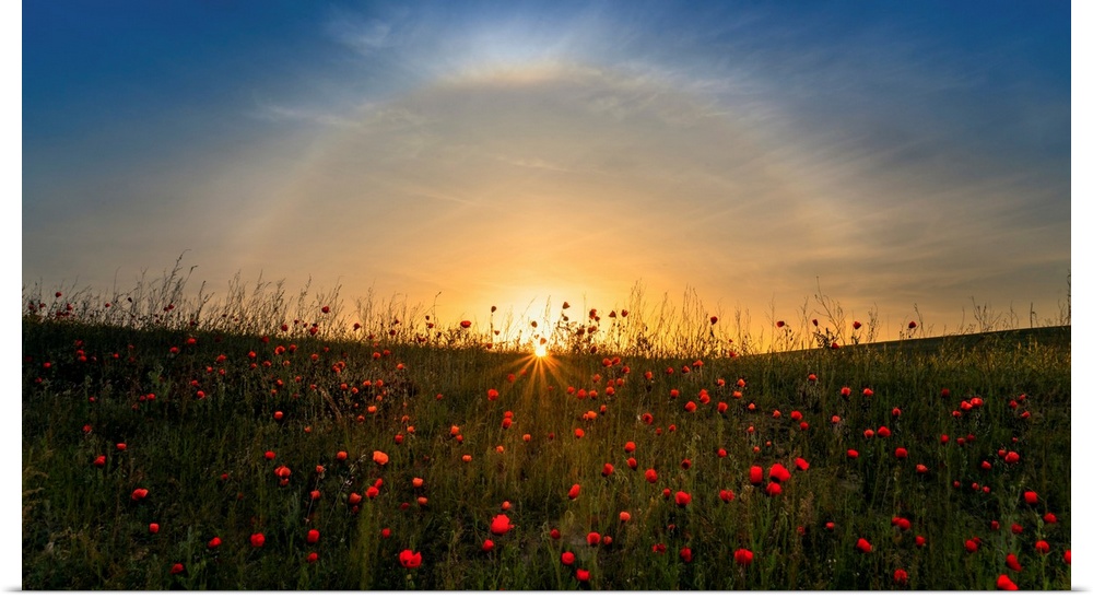 Red Poppies And Sunrise