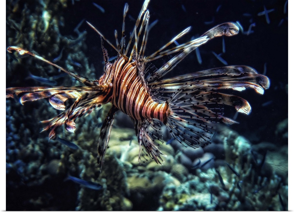 A striped lionfish with long fins, seen from behind.
