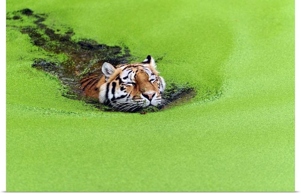 A tiger swims in a pond with a surface layer of bright green algae.