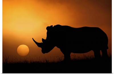 Rhino Sunrise